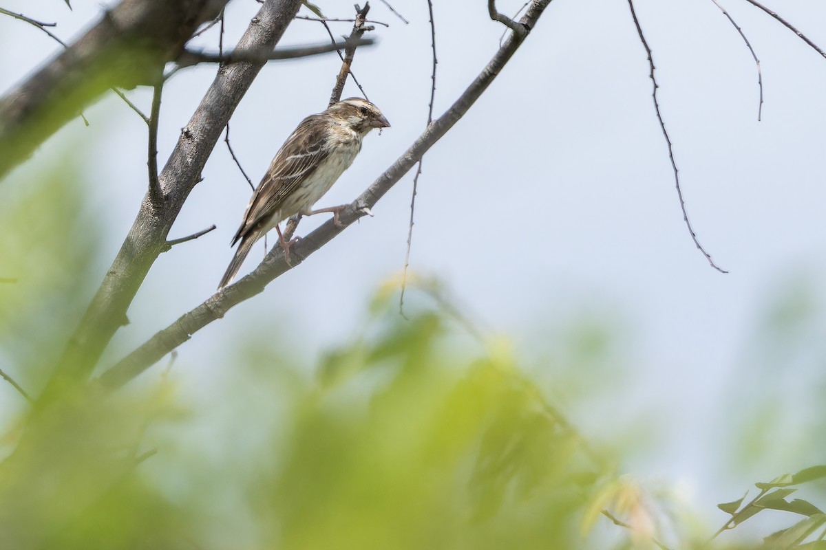Reichenow's Seedeater - ML642443129