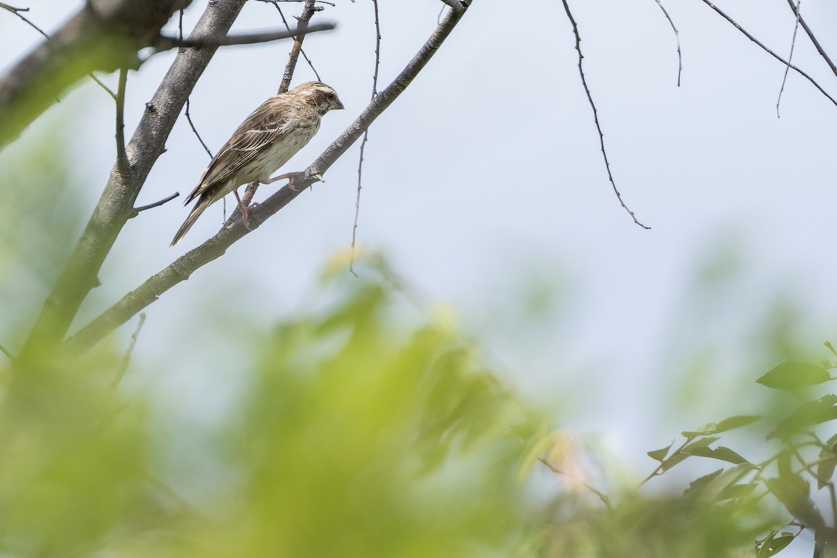 Reichenow's Seedeater - ML642443131