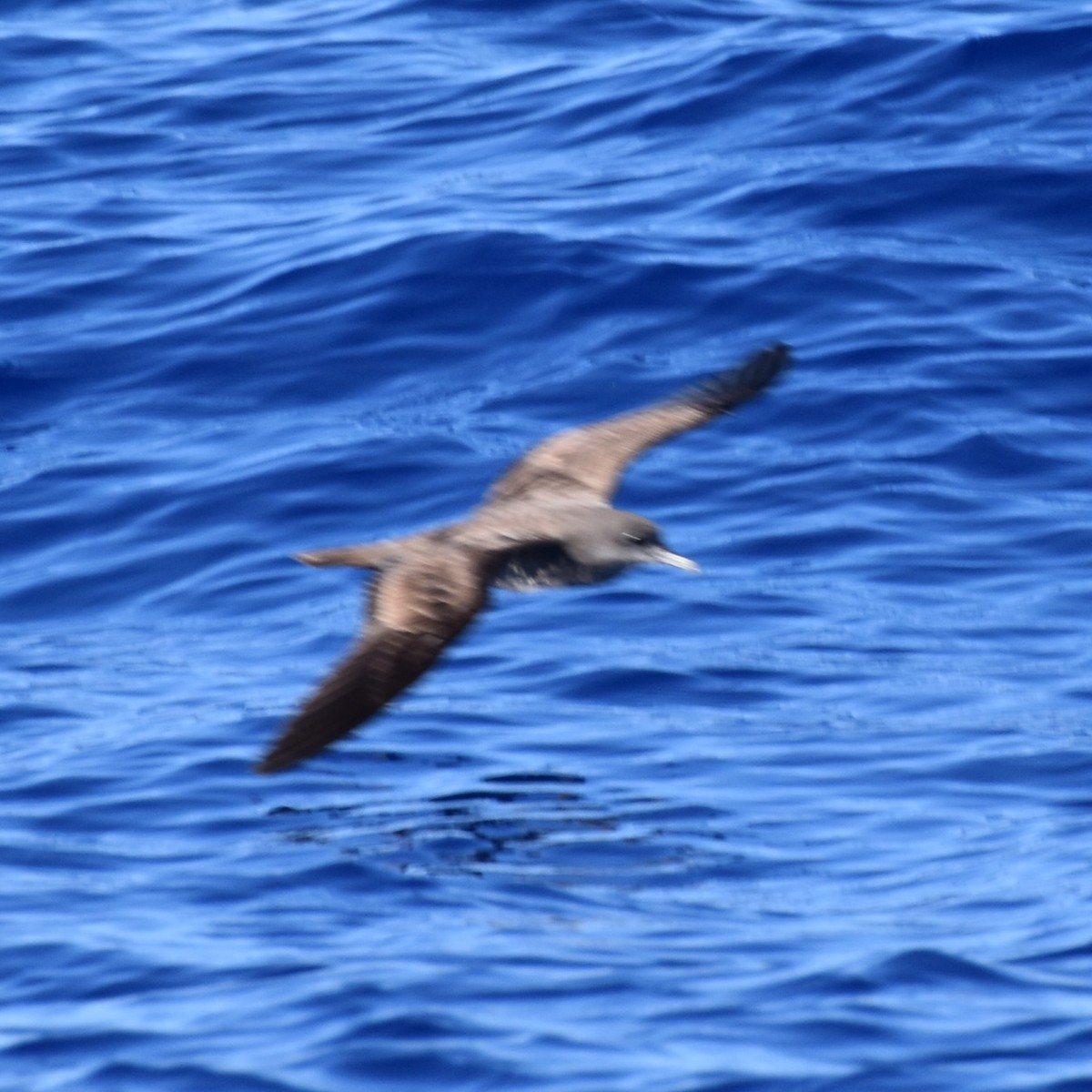 Bulwer's Petrel - ML642443137