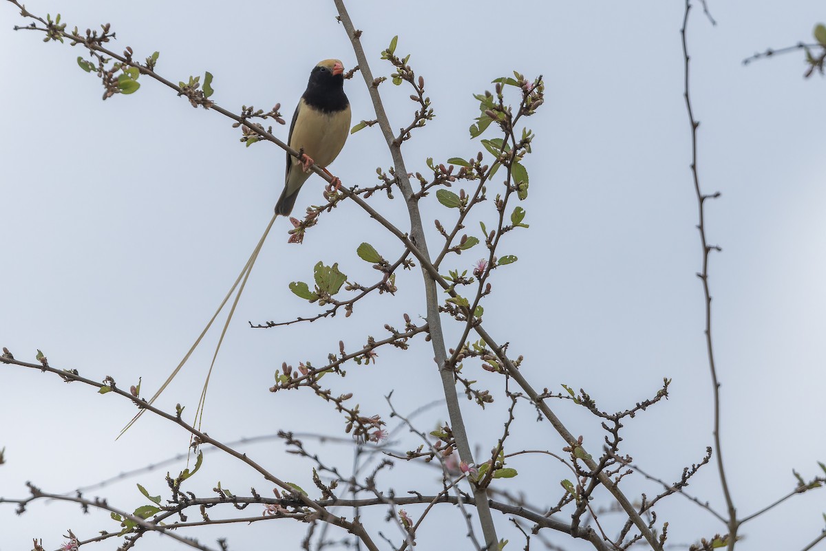 Straw-tailed Whydah - ML642443142
