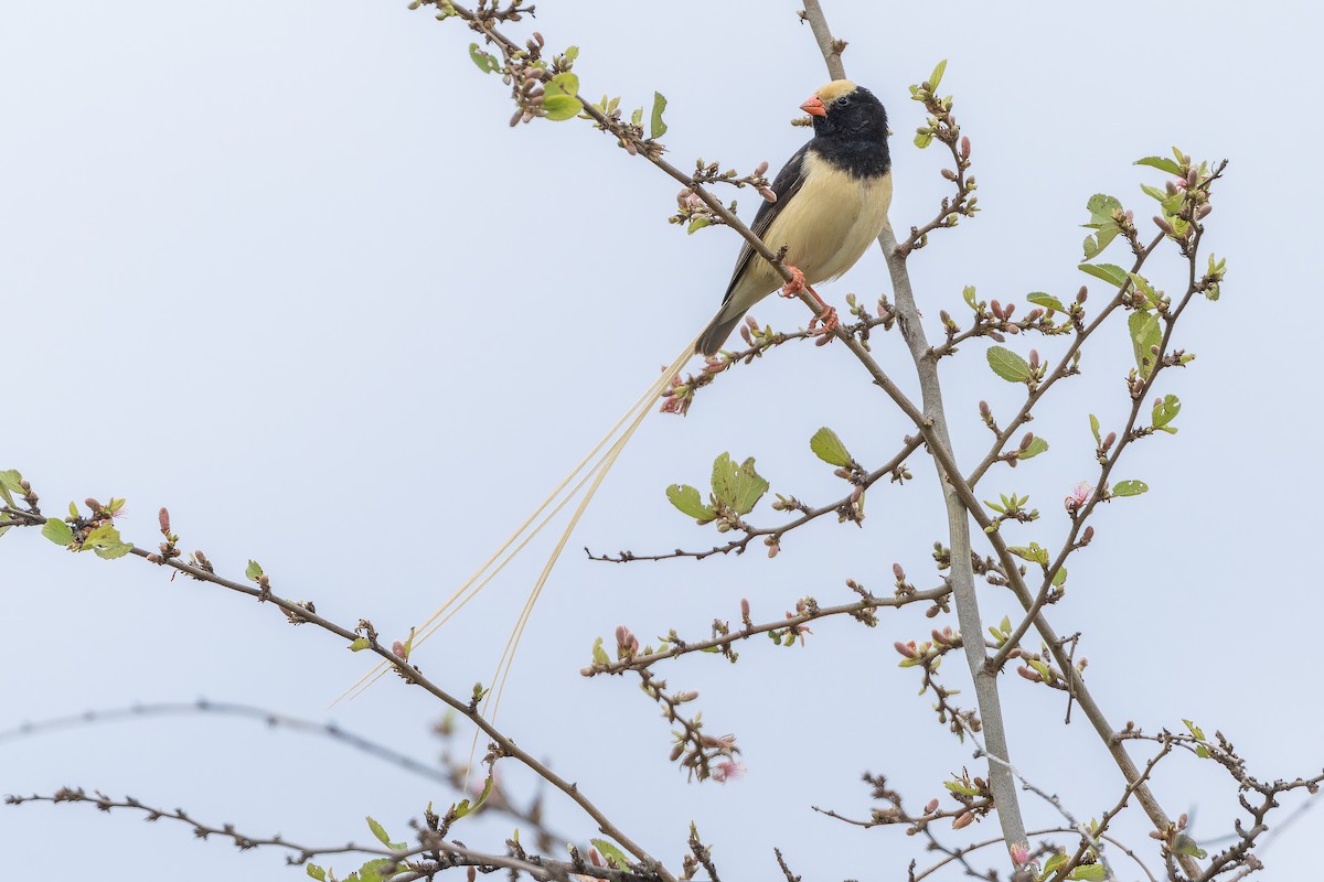 Straw-tailed Whydah - ML642443151