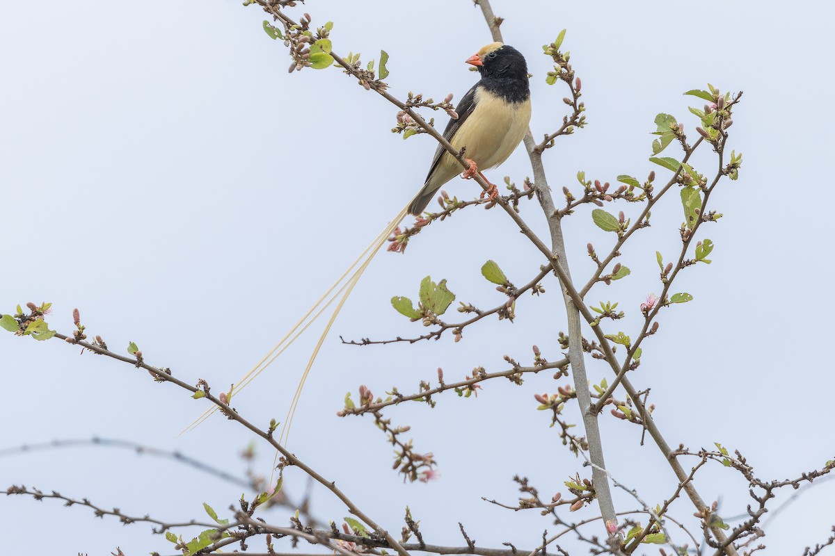Straw-tailed Whydah - ML642443156