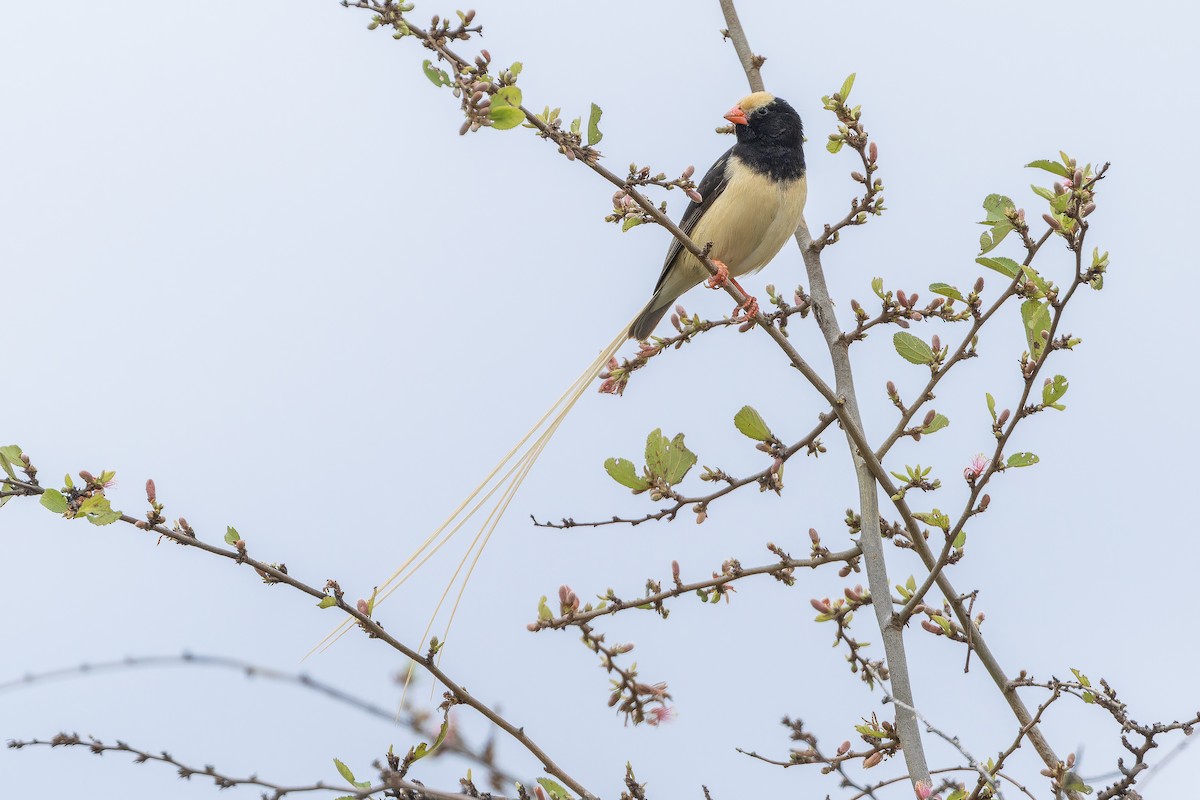 Straw-tailed Whydah - ML642443157