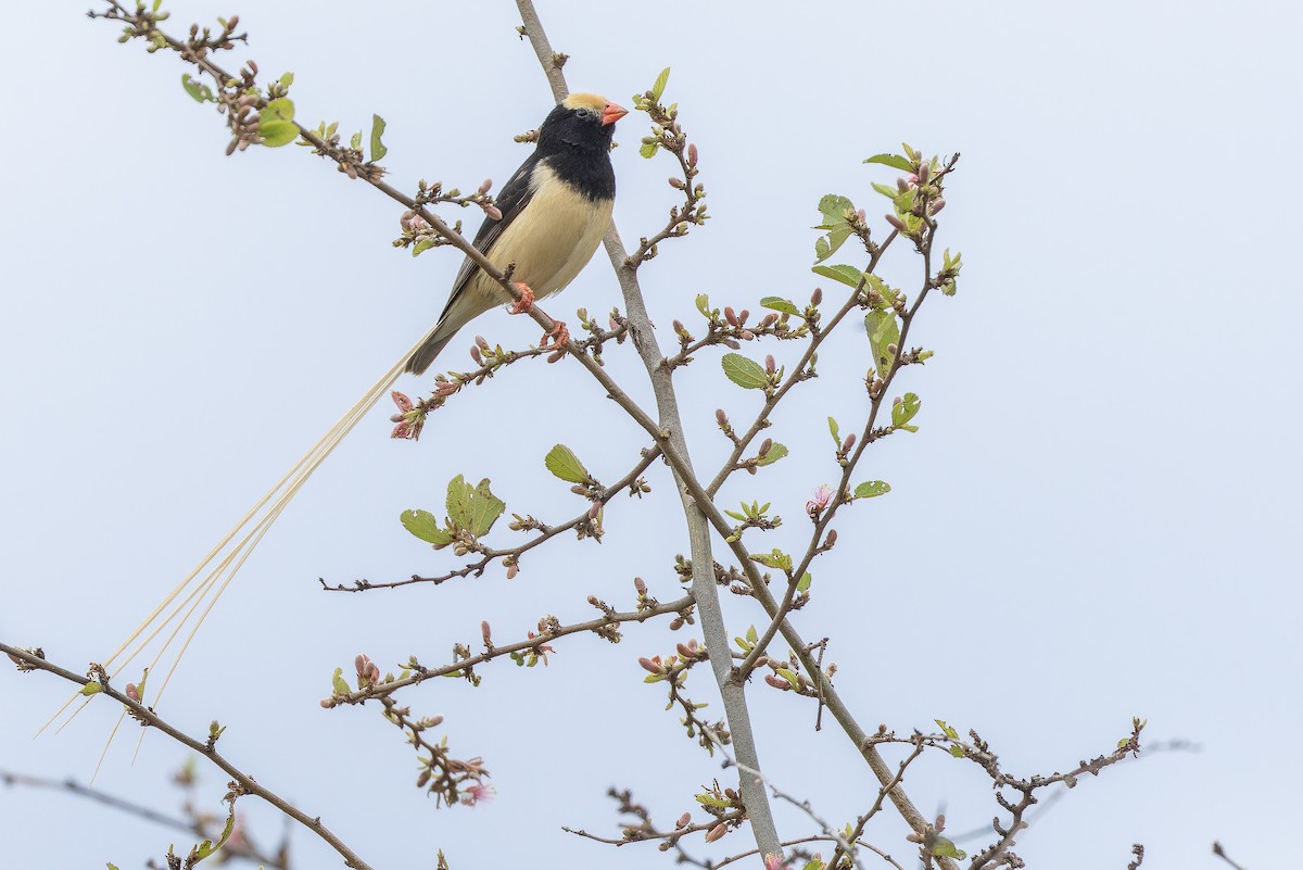 Straw-tailed Whydah - ML642443158