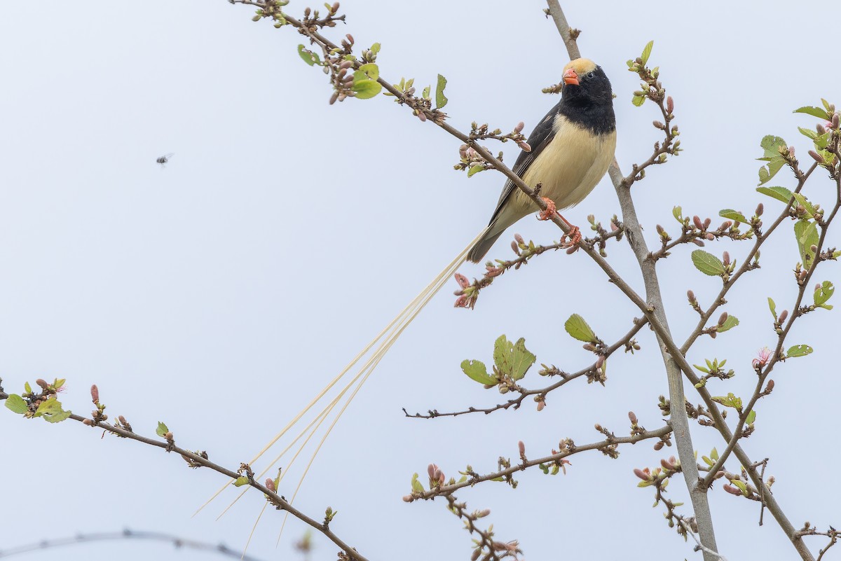 Straw-tailed Whydah - ML642443159