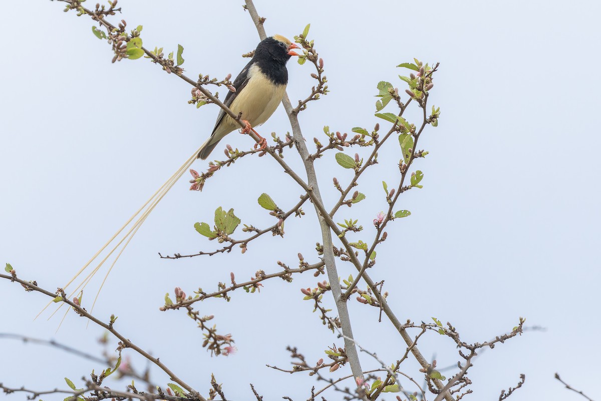 Straw-tailed Whydah - ML642443160