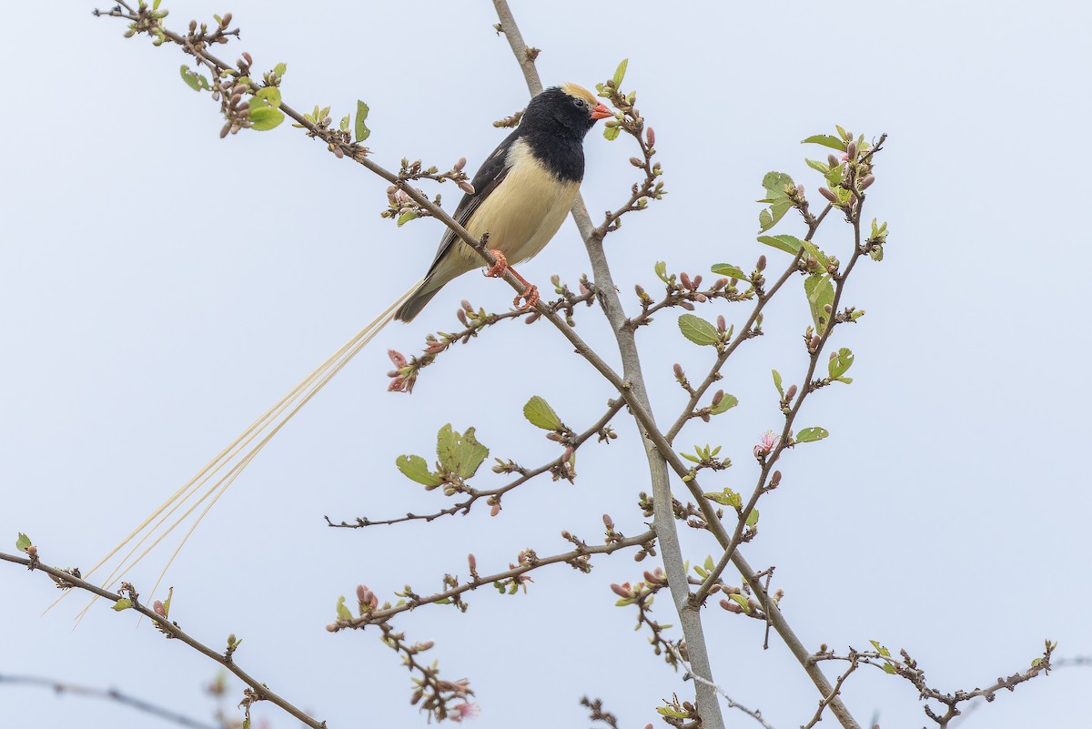 Straw-tailed Whydah - ML642443161