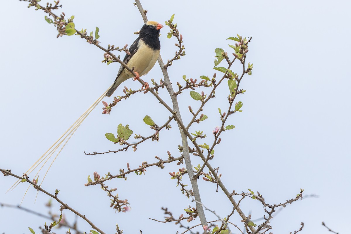 Straw-tailed Whydah - ML642443162