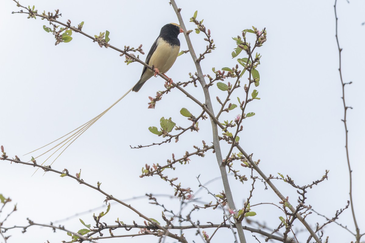 Straw-tailed Whydah - ML642443163