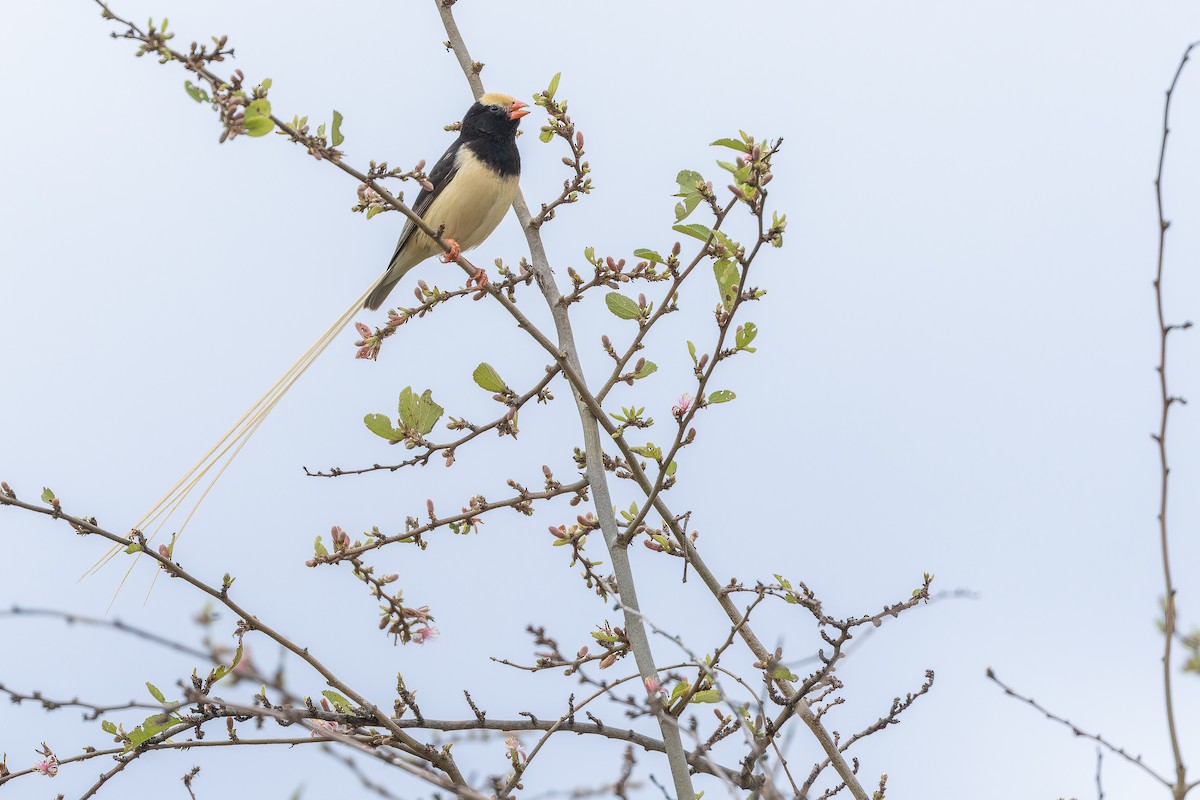 Straw-tailed Whydah - ML642443164
