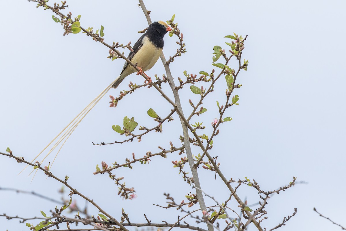 Straw-tailed Whydah - ML642443165
