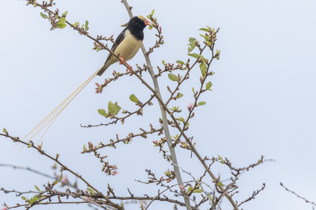Straw-tailed Whydah - ML642443166