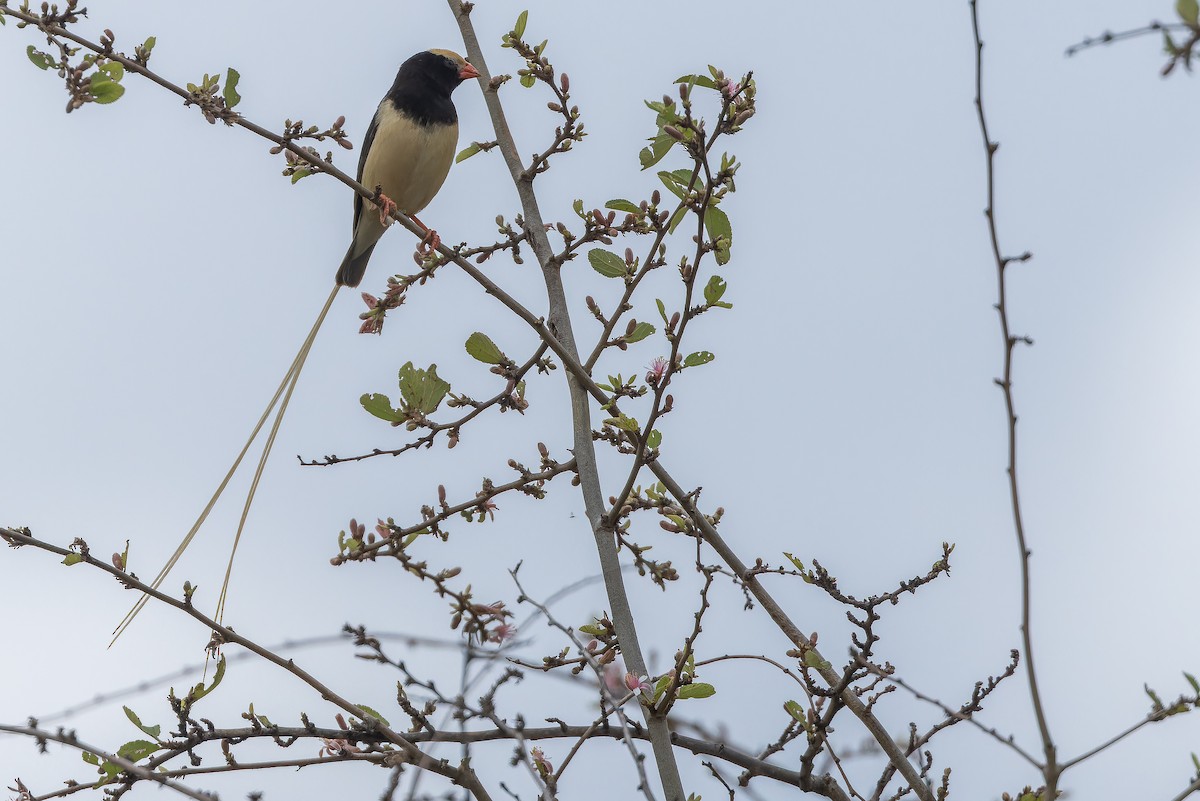 Straw-tailed Whydah - ML642443167