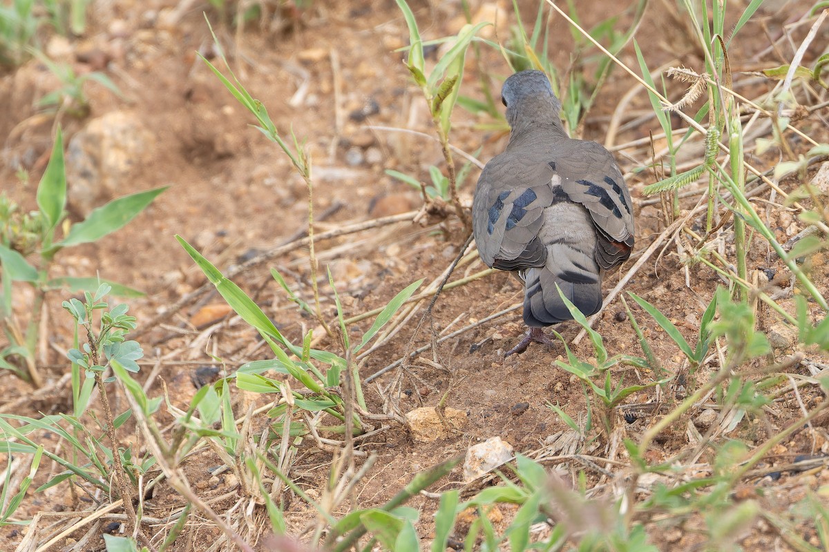Emerald-spotted Wood-Dove - ML642443174