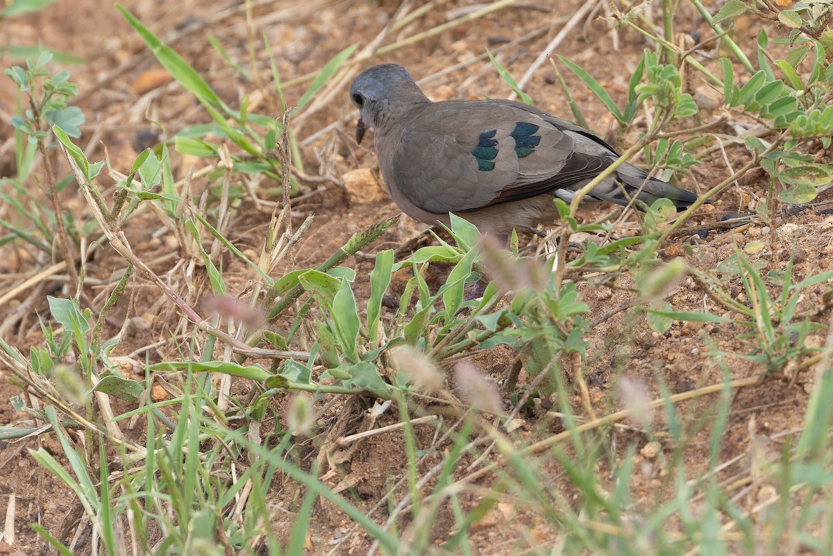 Emerald-spotted Wood-Dove - ML642443176
