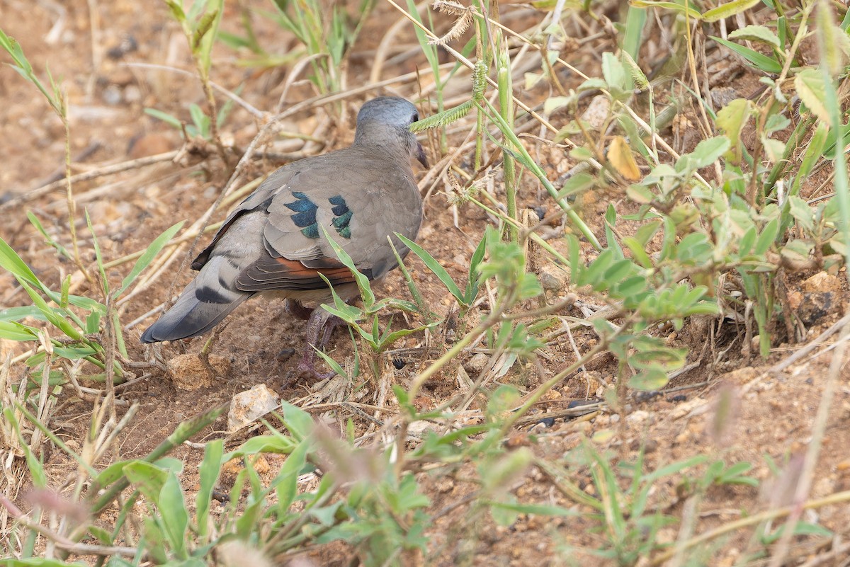 Emerald-spotted Wood-Dove - ML642443179
