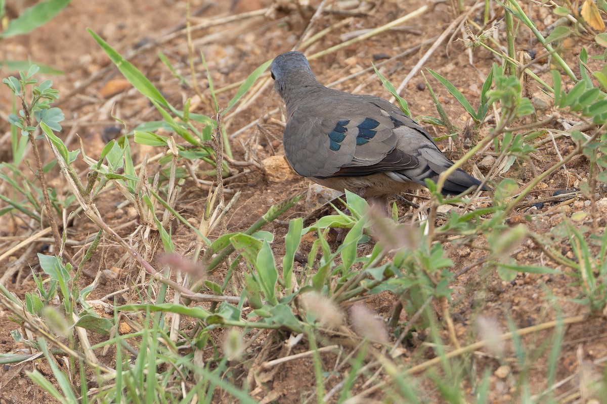 Emerald-spotted Wood-Dove - ML642443180
