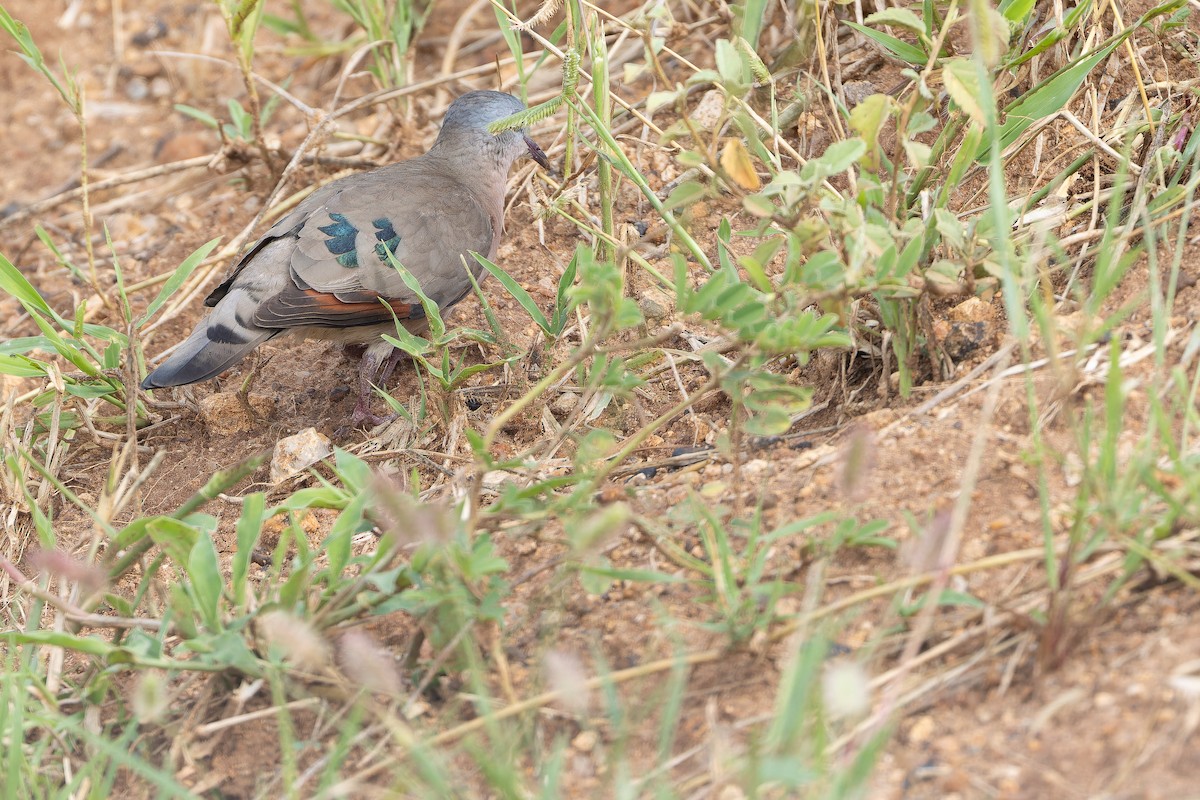 Emerald-spotted Wood-Dove - ML642443181