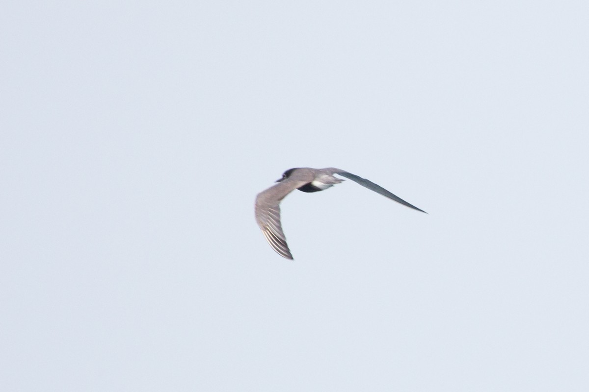 Black Tern - Aaron Yappert