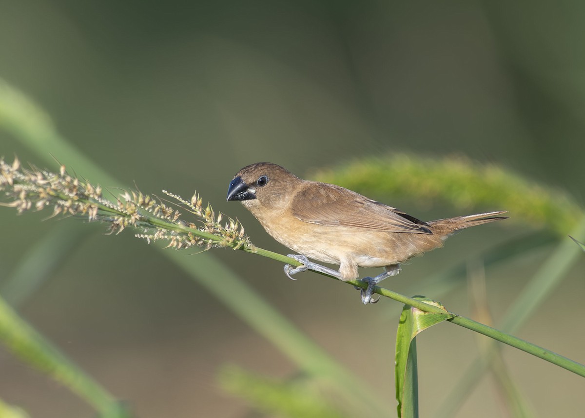 Muskatbronzemännchen - ML642443214