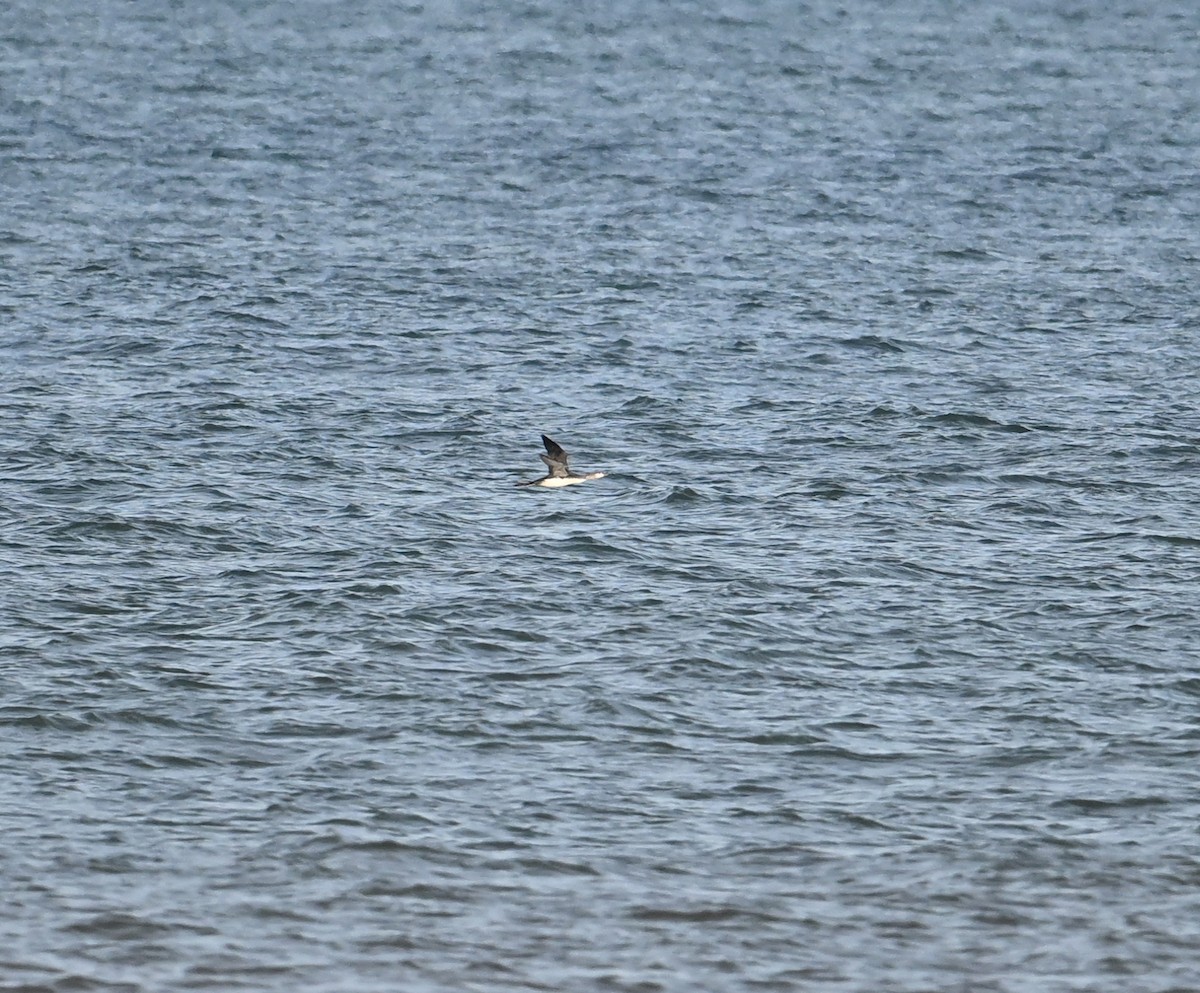 Red-throated Loon - ML642443216