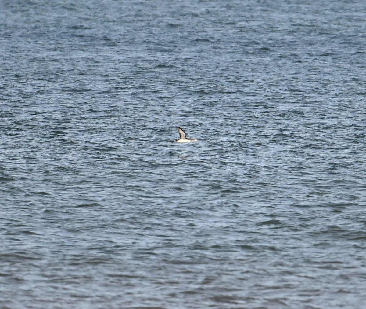 Red-throated Loon - ML642443217