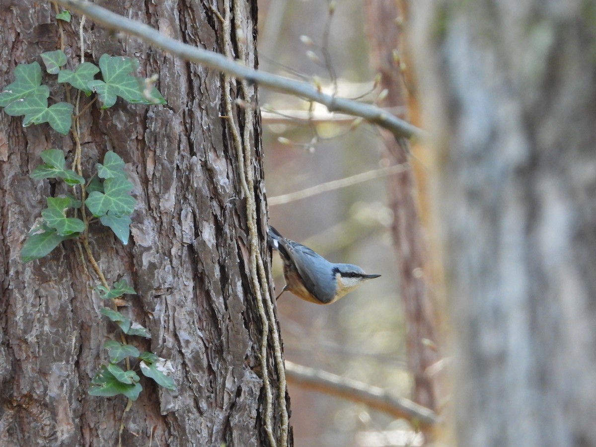 Eurasian Nuthatch - ML642443220