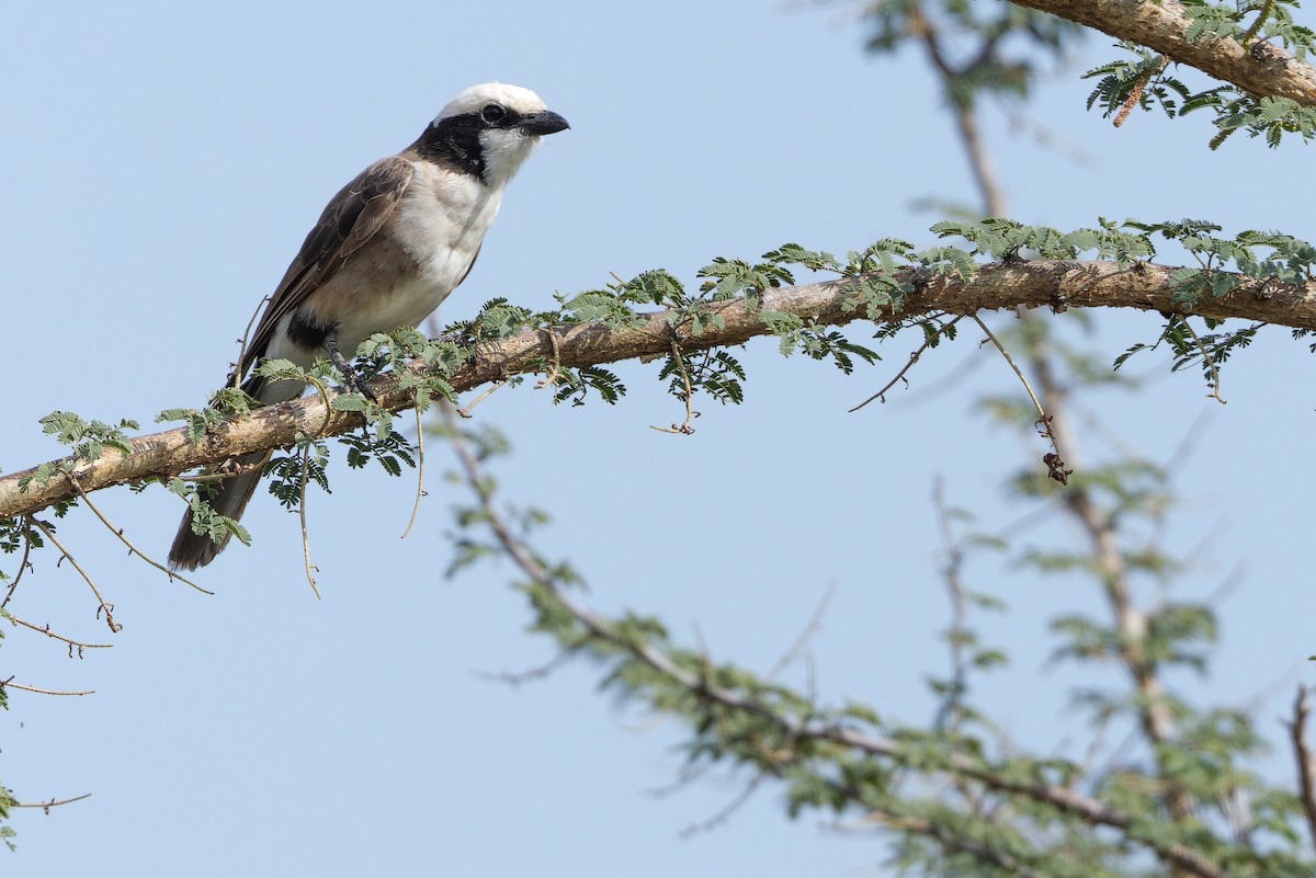 White-rumped Shrike - ML642443221