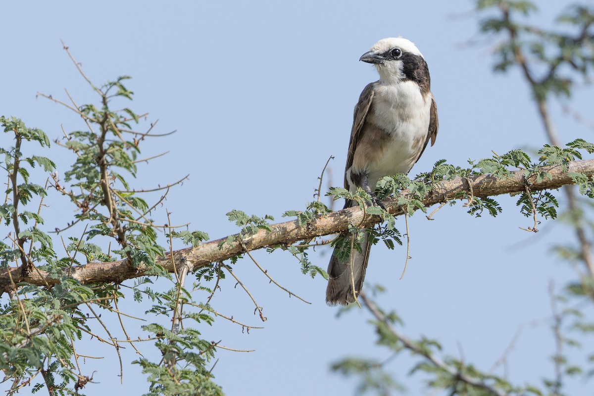 White-rumped Shrike - ML642443222