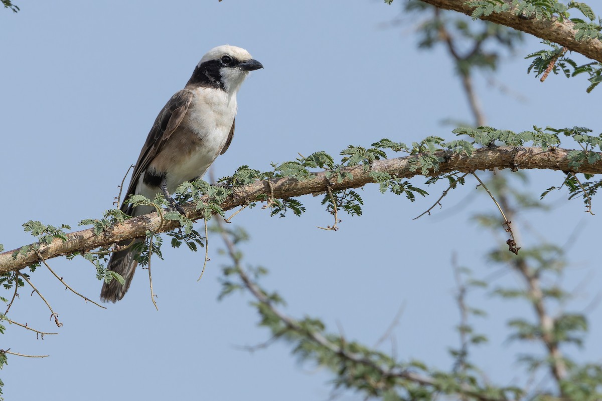 White-rumped Shrike - ML642443223