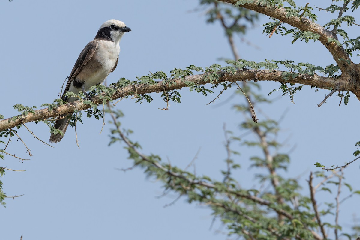 White-rumped Shrike - ML642443224