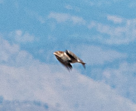 アカエリツメナガホオジロ - ML642443231