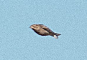 アカエリツメナガホオジロ - ML642443232