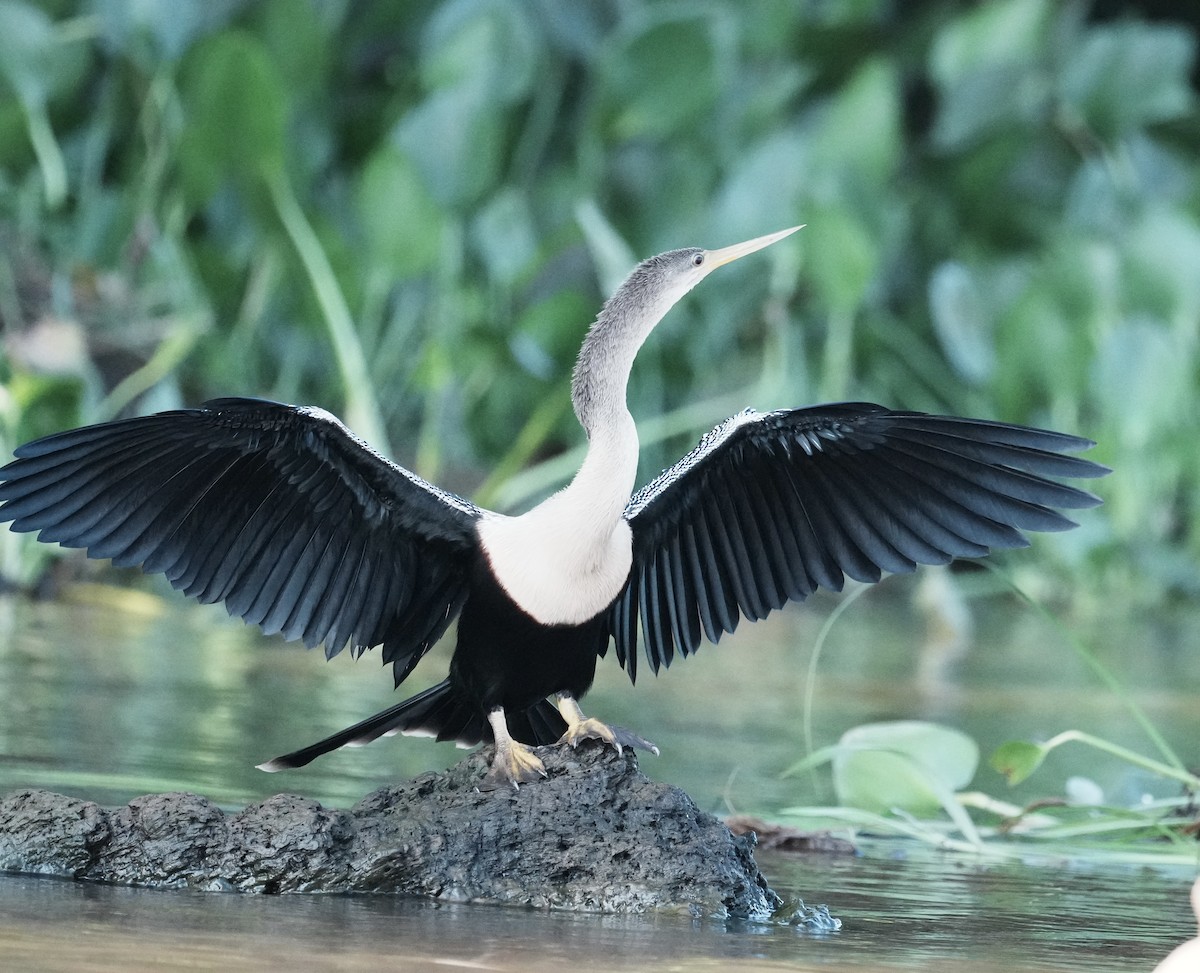 Anhinga - ML642443238