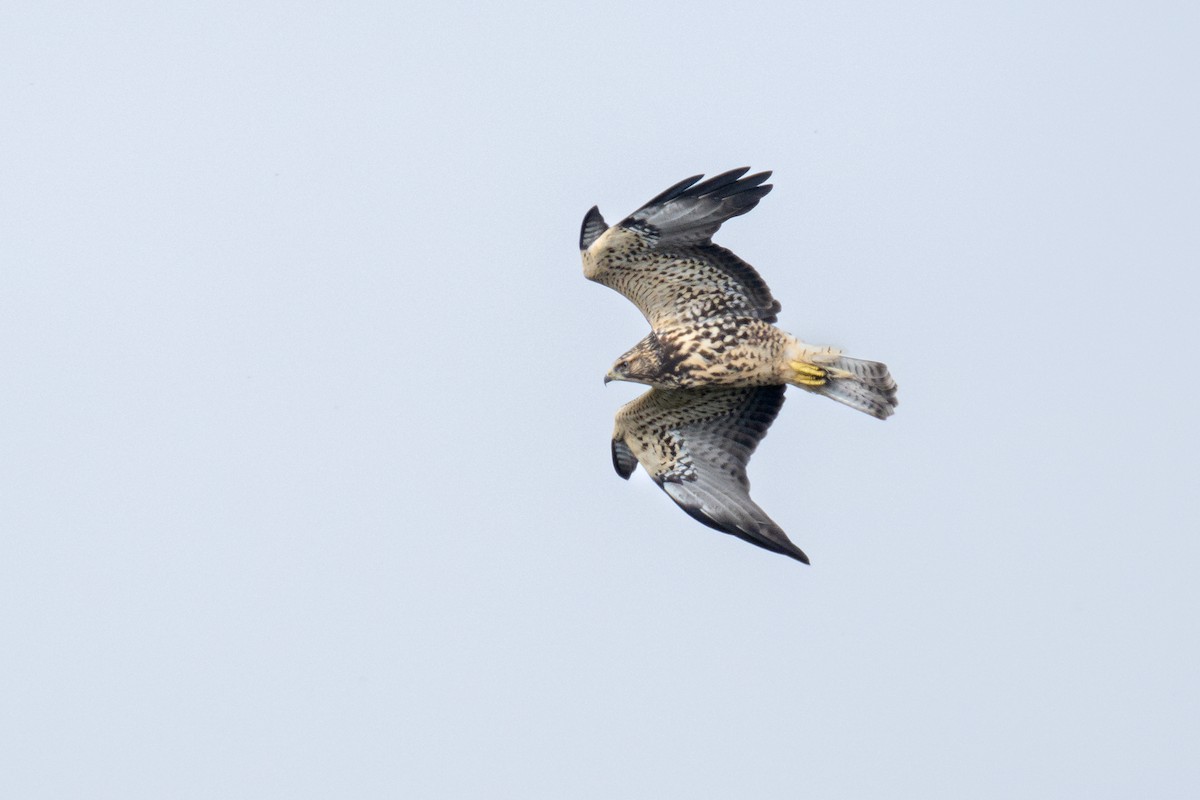 Swainson's Hawk - ML642443248