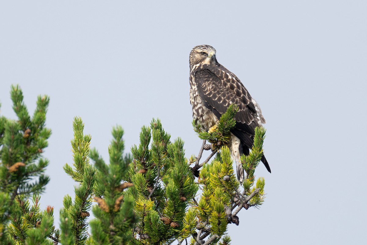 Swainson's Hawk - ML642443249