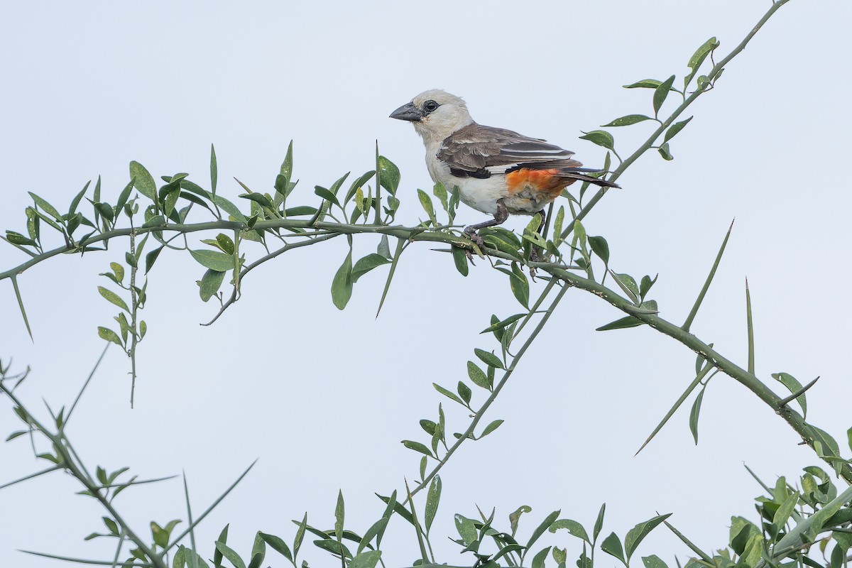 White-headed Buffalo-Weaver - ML642443282