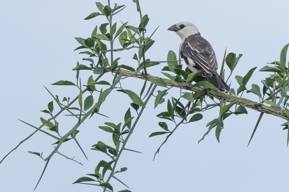 White-headed Buffalo-Weaver - ML642443283