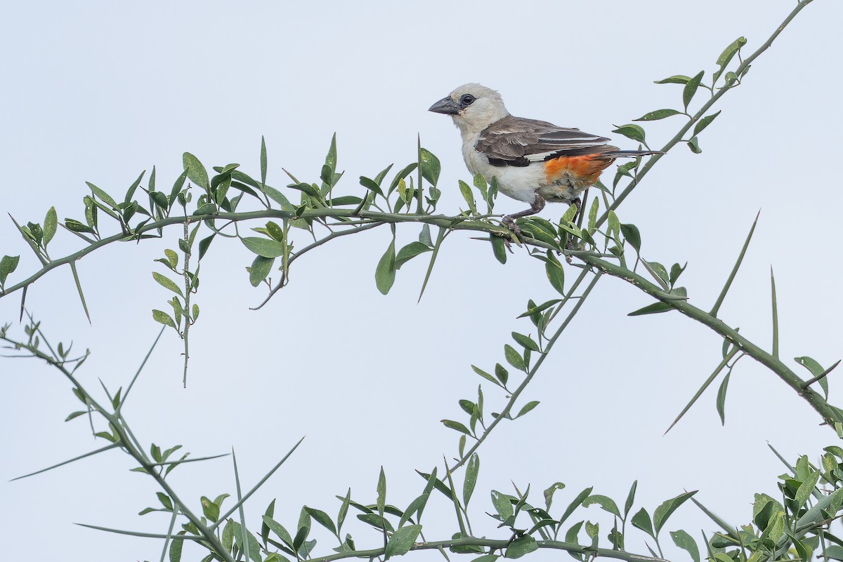 White-headed Buffalo-Weaver - ML642443284