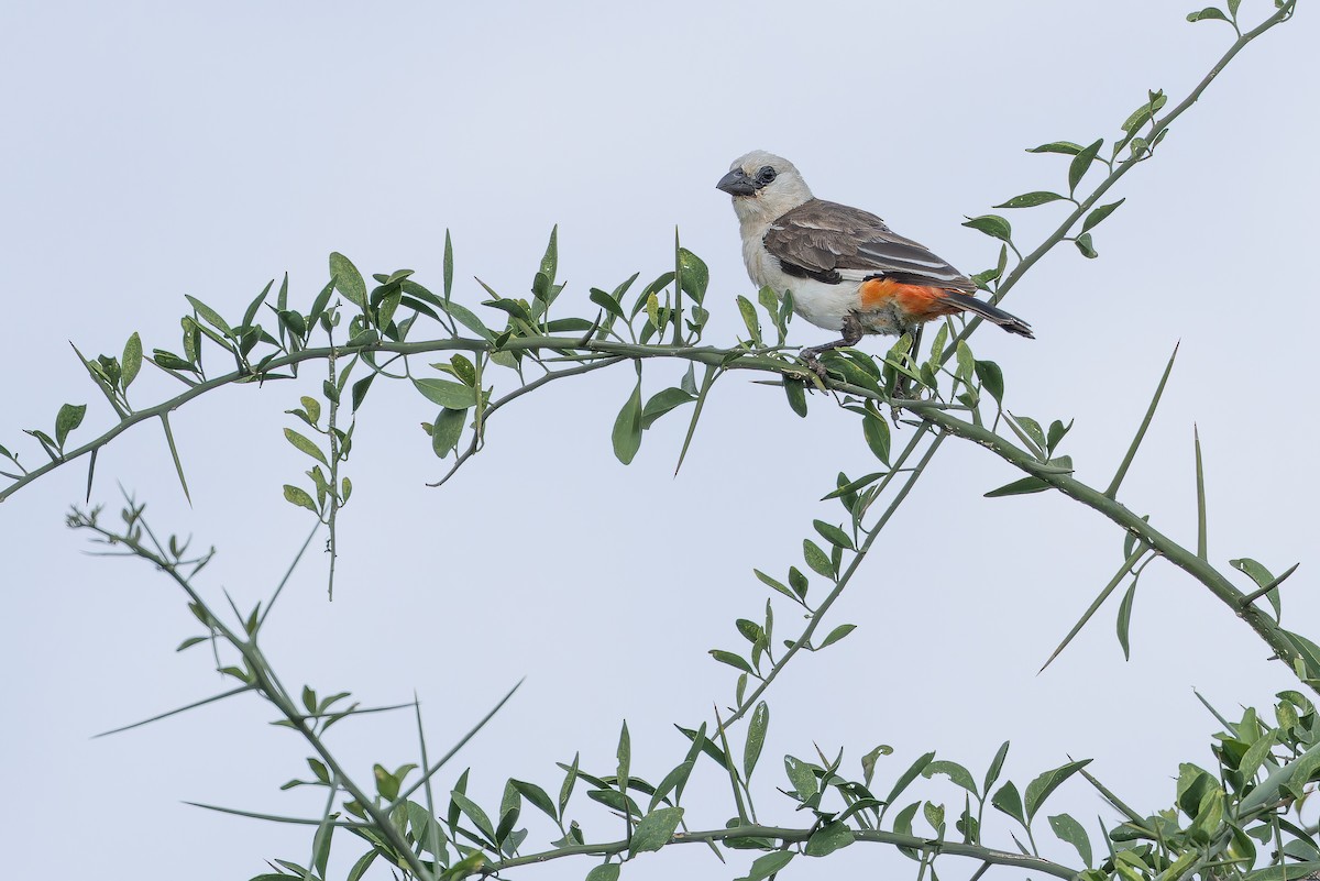 White-headed Buffalo-Weaver - ML642443285