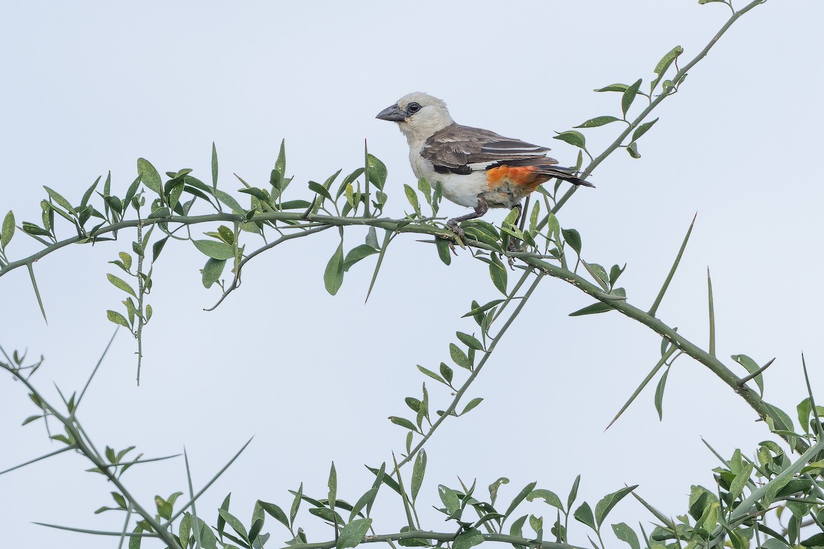 White-headed Buffalo-Weaver - ML642443287