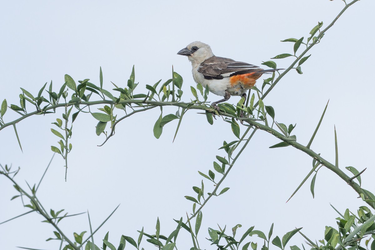 White-headed Buffalo-Weaver - ML642443288