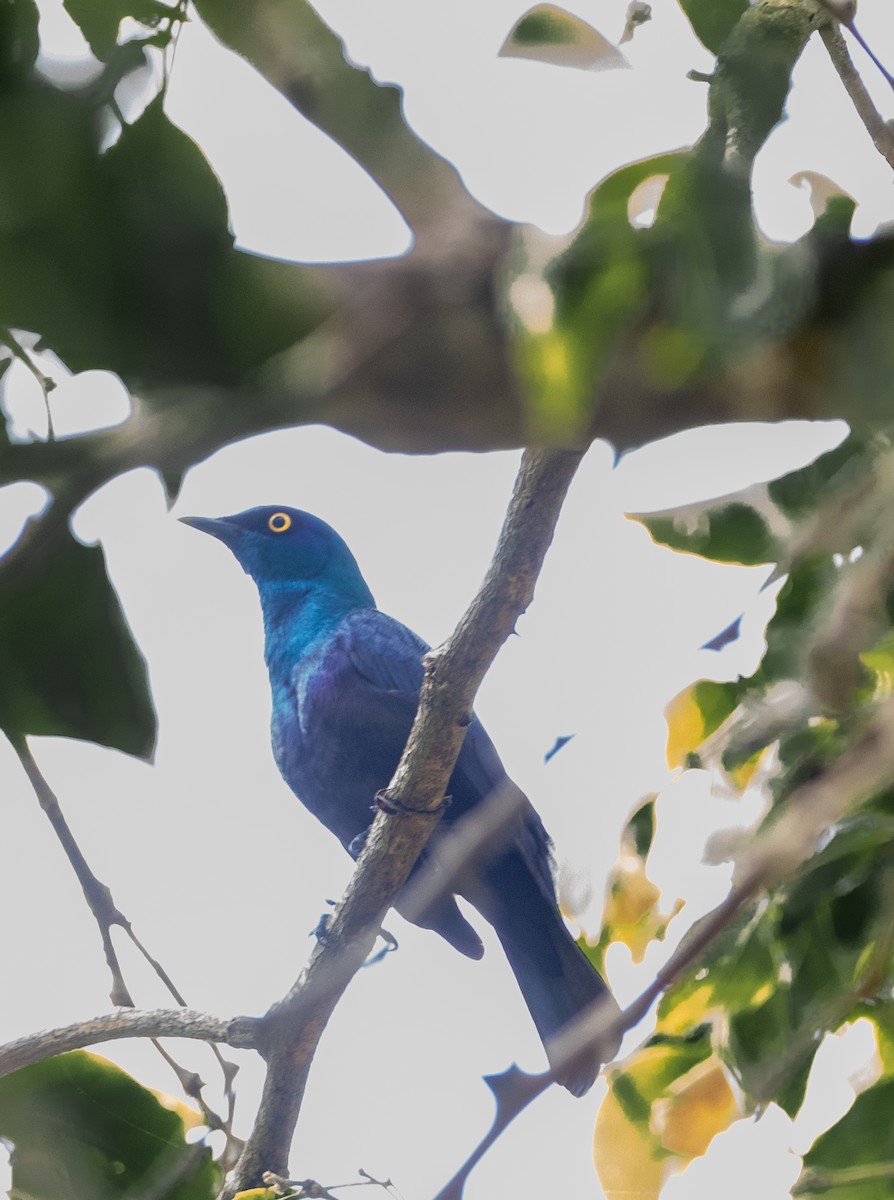 Black-bellied Starling - ML642443293