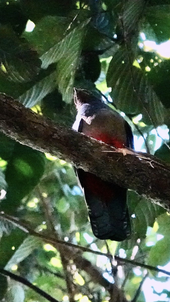 Pavonine Quetzal - ML642443296
