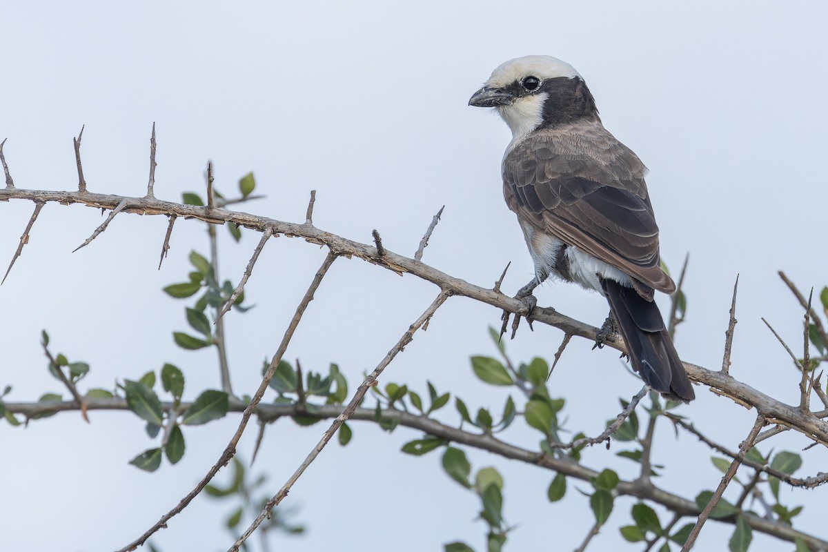 White-rumped Shrike - ML642443340