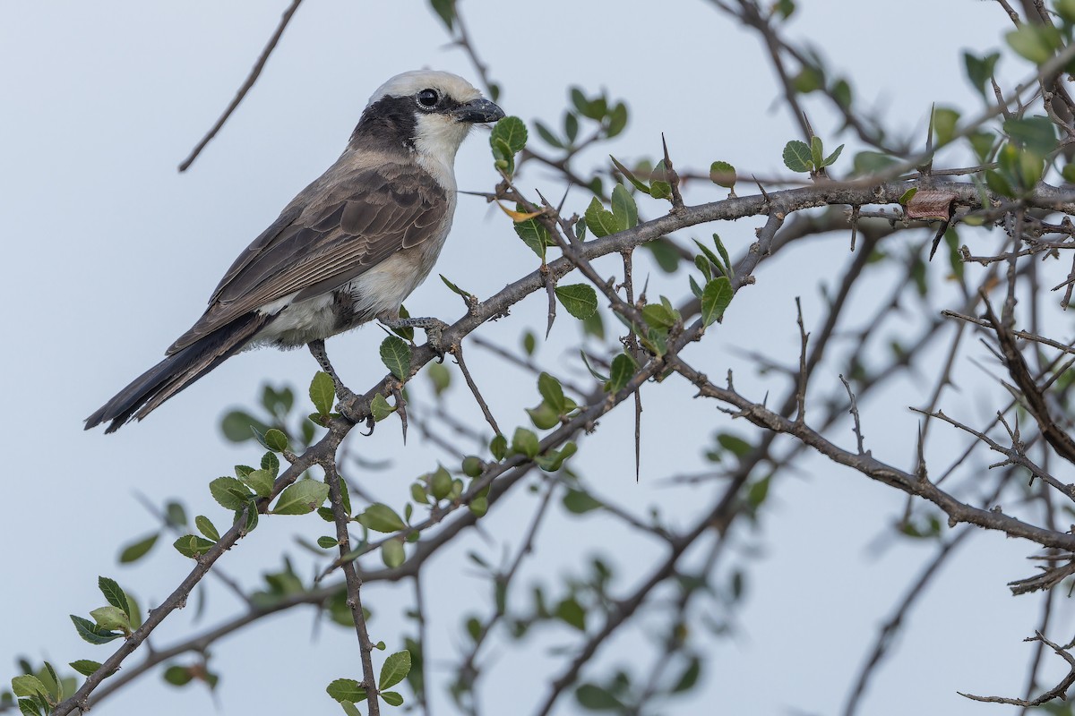 White-rumped Shrike - ML642443341