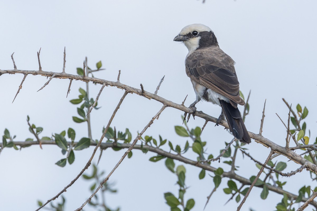 White-rumped Shrike - ML642443343