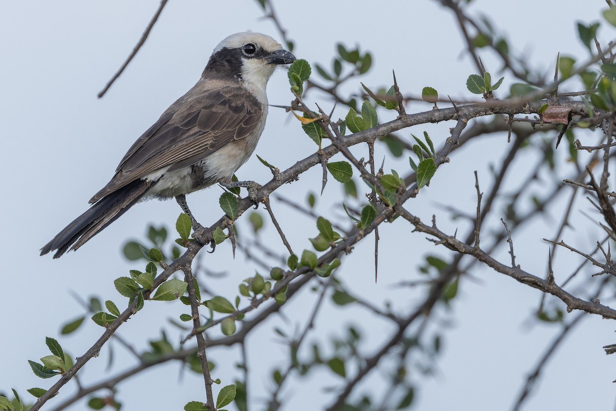 White-rumped Shrike - ML642443344