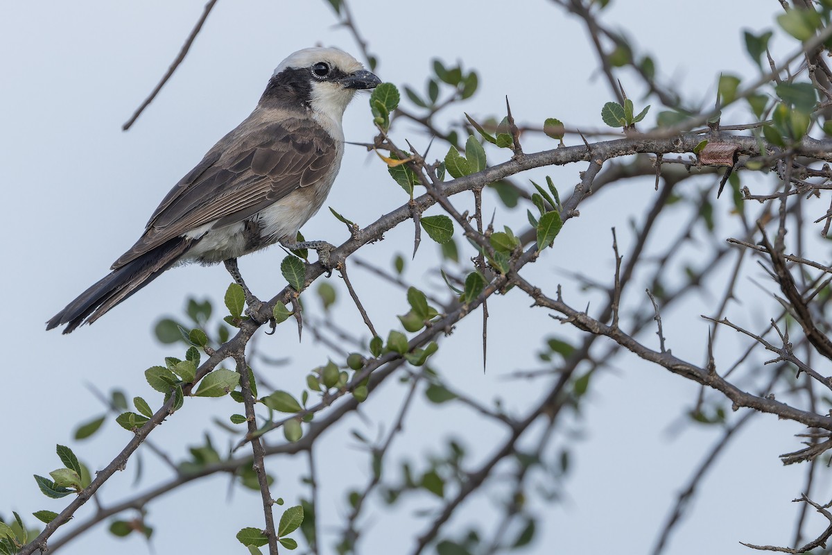 White-rumped Shrike - ML642443345