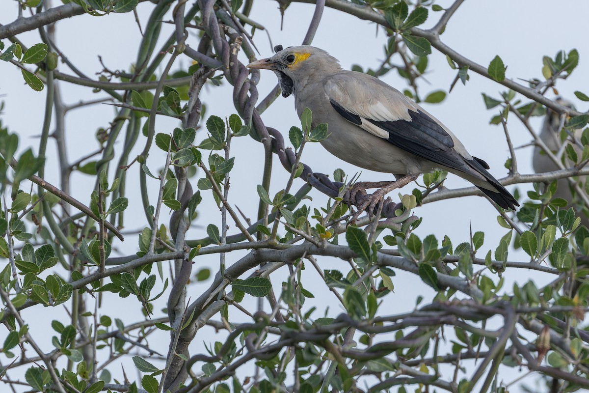 Wattled Starling - ML642443354